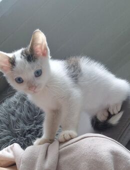 1 Kitte sucht noch ihr Zuhause! :) - Rees