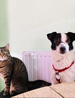 JackRussell-Mix EMiL braucht Hilfe 🙏 - Mylau