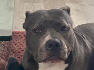 American Bully 3 Jahre - Bremerhaven