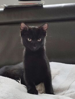Katerchen, Kitten, Kätzchen, schwarzer Kater - Odelzhausen