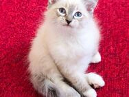 Sibirische Waldkatze - Neva Masquarade - Kitten - Katzenbabys - Kaetzchen - Berlin
