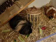 Meerschweinchen 3er Gruppe (2W, 1M) - Oberstadt