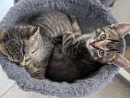 Katzen Babys 14 Wochen Männchen - Grevenbroich