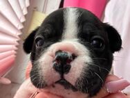 Französische Bulldogge Welpen suchen Liebevolles Zuhause - Wedemark