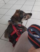 Rocky – cleverer, energiegeladener Hund, ein Fall für Profis in 76316