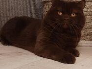 BKH Kater Choclate - Heldrungen