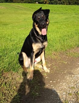 Deutscher Schäferhund-Mix sucht ein neues Zuhause - Steinhöring