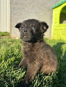 Welpen Bub Tobi - Rambin