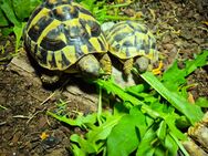 2 griechische Landschildkröten von 2022 abzugeben - Großengottern