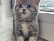Reinrassige BKH-Babykatzen - Hilter (Teutoburger Wald)