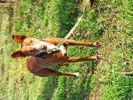 Oku; ein richtiger Traumhund! - Geilenkirchen
