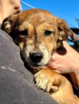 PEA - niedliche kleinbleibende Erbse - Duisburg