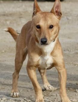 Chocolate,verschmust,offen,kinderlieb - Westerholt