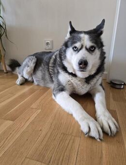 Nicky sucht eine liebevolle Familie - Berlin