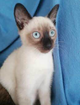 Reinrassige Siam Kitten Von Stammbaum Rasse Siam Baby blau Augen - München Milbertshofen-Am Hart
