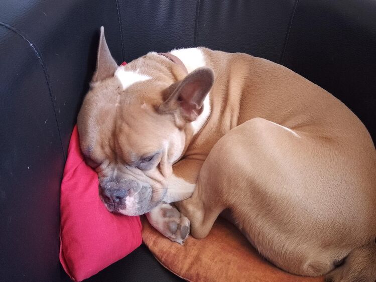 Bulli-Mischling französische englische Bulldogge möchte Einzelprinz sein - Stechlin