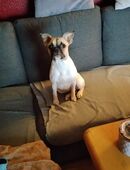 Dringend abzugeben in 04205