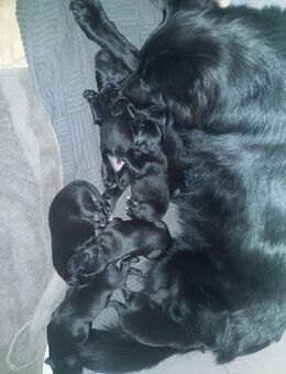 Belgisch-Schweizer Schäferhundwelpen - Großenkneten