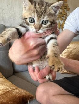 Tigermädchen Lotta sucht Dich! - Walluf