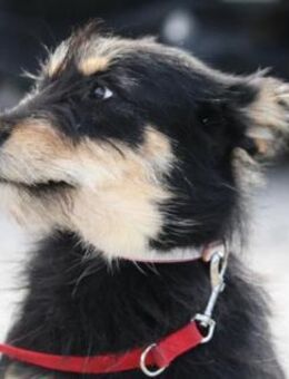 Ylvi ist super freundlich + liebt jeden! - Karben