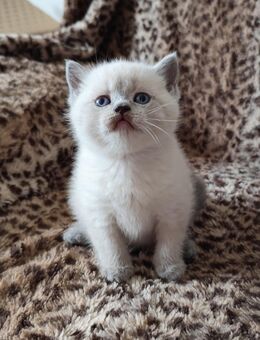 BKH Kätzchen Kitten (männlich) in Farbe Blue-Point zu verkaufen. - Markt Rettenbach