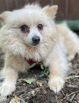 Haba zauberhafte Pomeranian sucht geduldige Familie bei der sie noch einmal ganz von vorne anfangen kann..... - Hünfelden