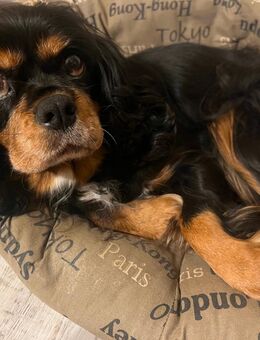 Hündin Cavalier King Charles Spaniel - Oschersleben (Bode)