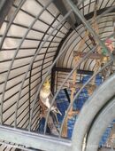 2 Nymphensittiche mit Vogelfoliere in 88214