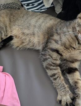 weibliche Katze 2Jahre alt - Eschweiler Zentrum