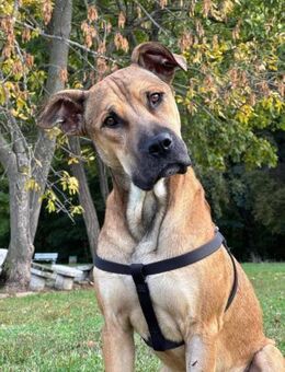 💙 REY 💙 - AUF PS IN DEUTSCHLAND - Alfeld (Leine)