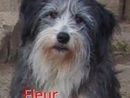 FLEUR ❤ sucht Zuhause oder Pflegestelle - Langenhagen