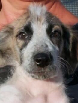 Maracuja hofft auf ihre Chance - Neuss