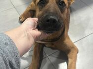 Langohr Justin Malinois - Peine