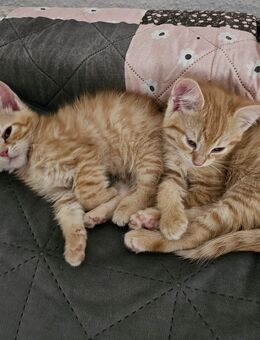 1rotes Kätzchen/Weibchen sucht ein zu Hause ! Reserviert für Ute!p - Langelsheim