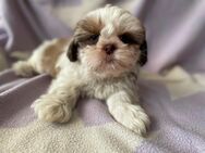 Wunderschöne Shih Tzu Welpen mit Papieren! - Berlin Reinickendorf