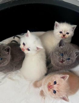 Britisch Kurzhaar Kitten - Erlenbach