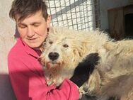 Zeus sucht Plätzchen nach seiner Odyssee - Velbert