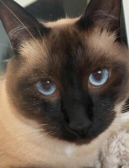 Tierbetreuung mit Herz in Dortmund – Hunde, Katzen & Kleintiere - Dortmund Sommerberg