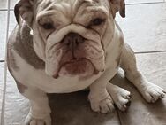 Englische Bulldogge - Gelsenkirchen