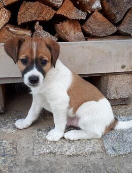 Jack Russell Terrier Mischlinge Welpe Rüde - Oebisfelde-Weferlingen Etingen