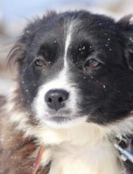 Ilsa ist so bezaubernd + liebt das Leben - Karben