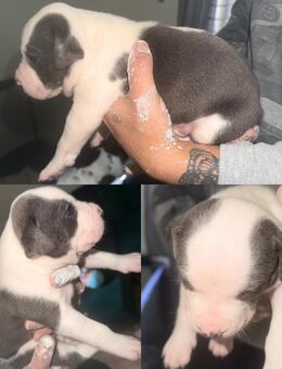 🐾 Einer von 6 süßen Mischlingswelpen sucht bald ein liebevolles Zuhause – 3 Rüden & 3 Weibchen 🐾 - Saarbrücken Zentrum