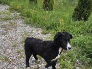 Alicia mit viel Liebe im Gepäck - Schwalmtal (Nordrhein-Westfalen)