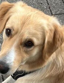 Cristoforo wünscht sich neues Zuhause - Neuss