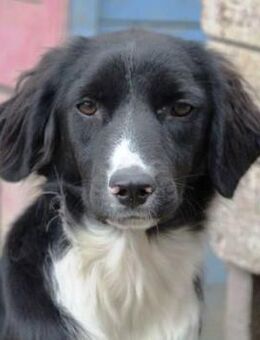 Leano ist soooo süß und aufgeschlossen! - Karben