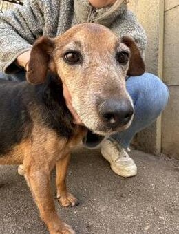 Mylo - Gnadenplatz gesucht! - Köln