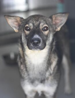 Liebe AMYA sucht Zuhause - Neuberg