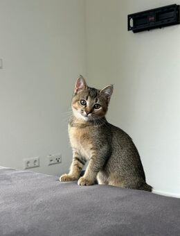 BKH-Mix-Kitten suchen dringend ein Zuhause - Altheim (Landkreis Biberach)