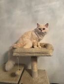 Kater sucht neues zu Hause in 12353