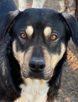 Bibi, geb. ca. 05/2023, Griechenland - Markdorf